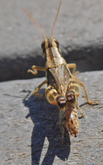 Melanoplus lakinus