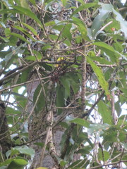 Phyllocladus trichomanoides