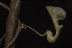 Aristolochia klugii