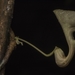 Aristolochia klugii - Photo (c) antonsrkn, algunos derechos reservados (CC BY-NC)