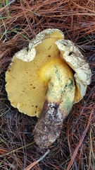Buchwaldoboletus