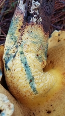 Buchwaldoboletus