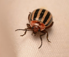 Kuschelina petaurista