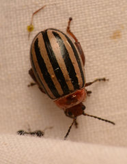 Kuschelina petaurista