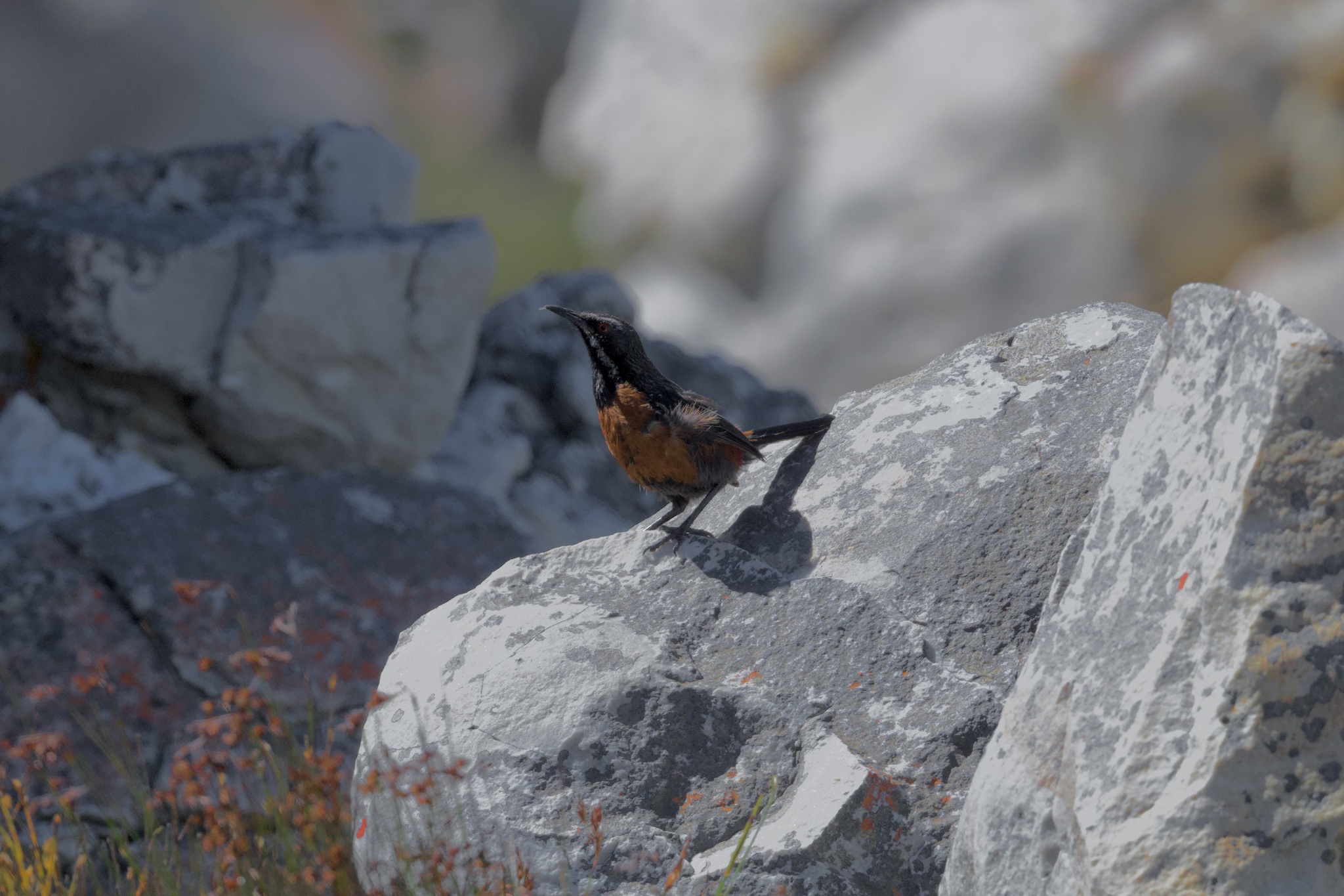 Cape Rockjumper (Chaetops frenatus), photo 7