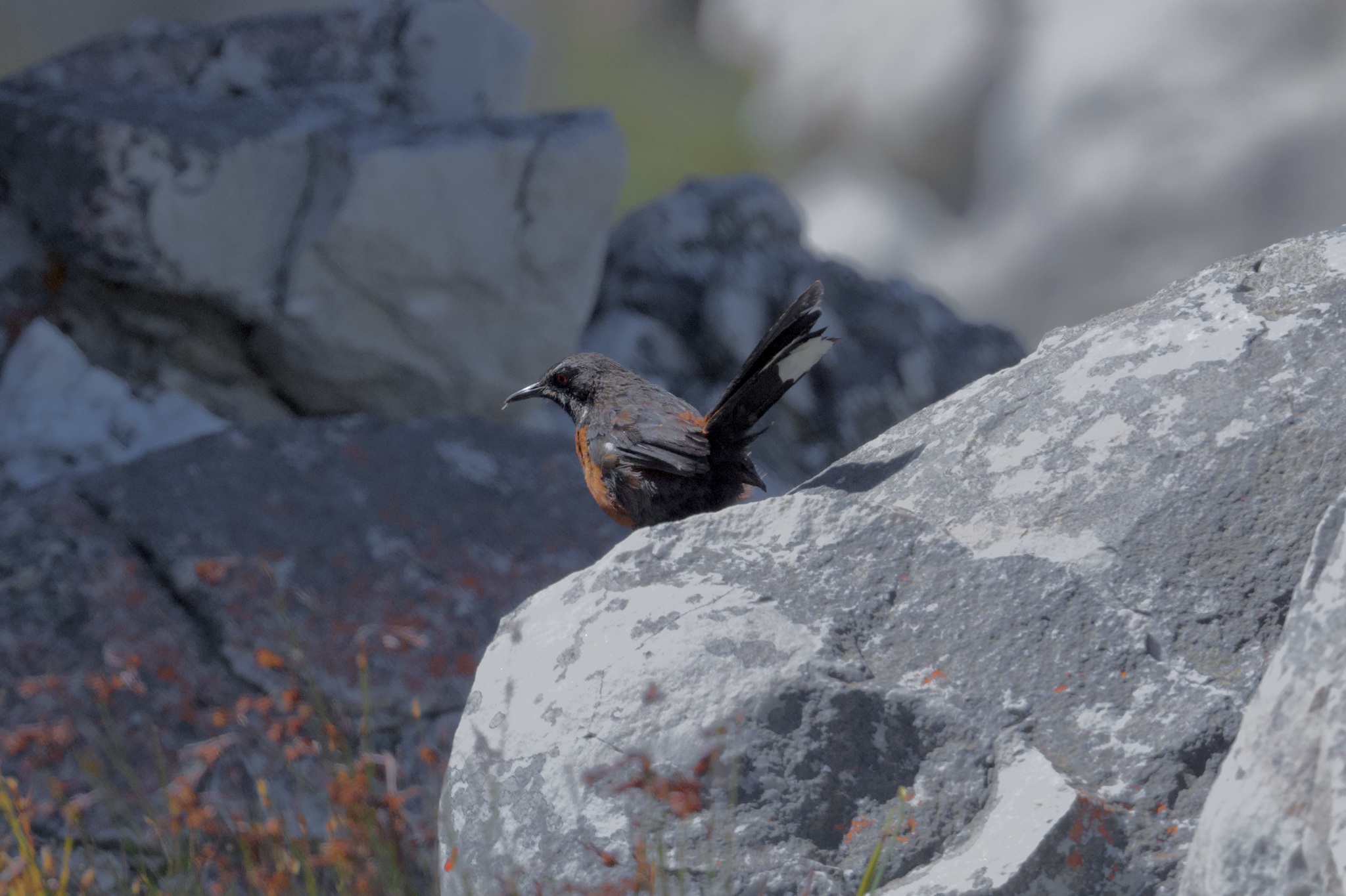 Cape Rockjumper (Chaetops frenatus), photo 8