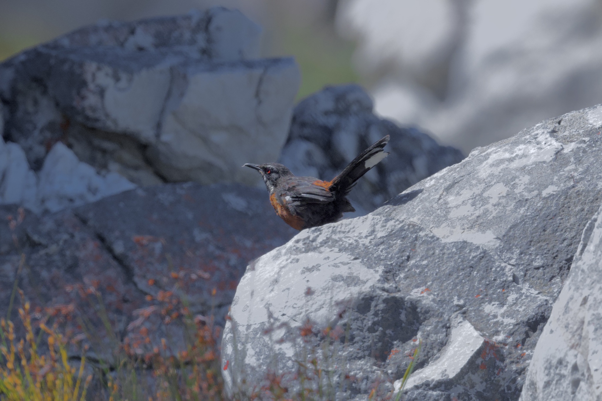 Cape Rockjumper (Chaetops frenatus), photo 6