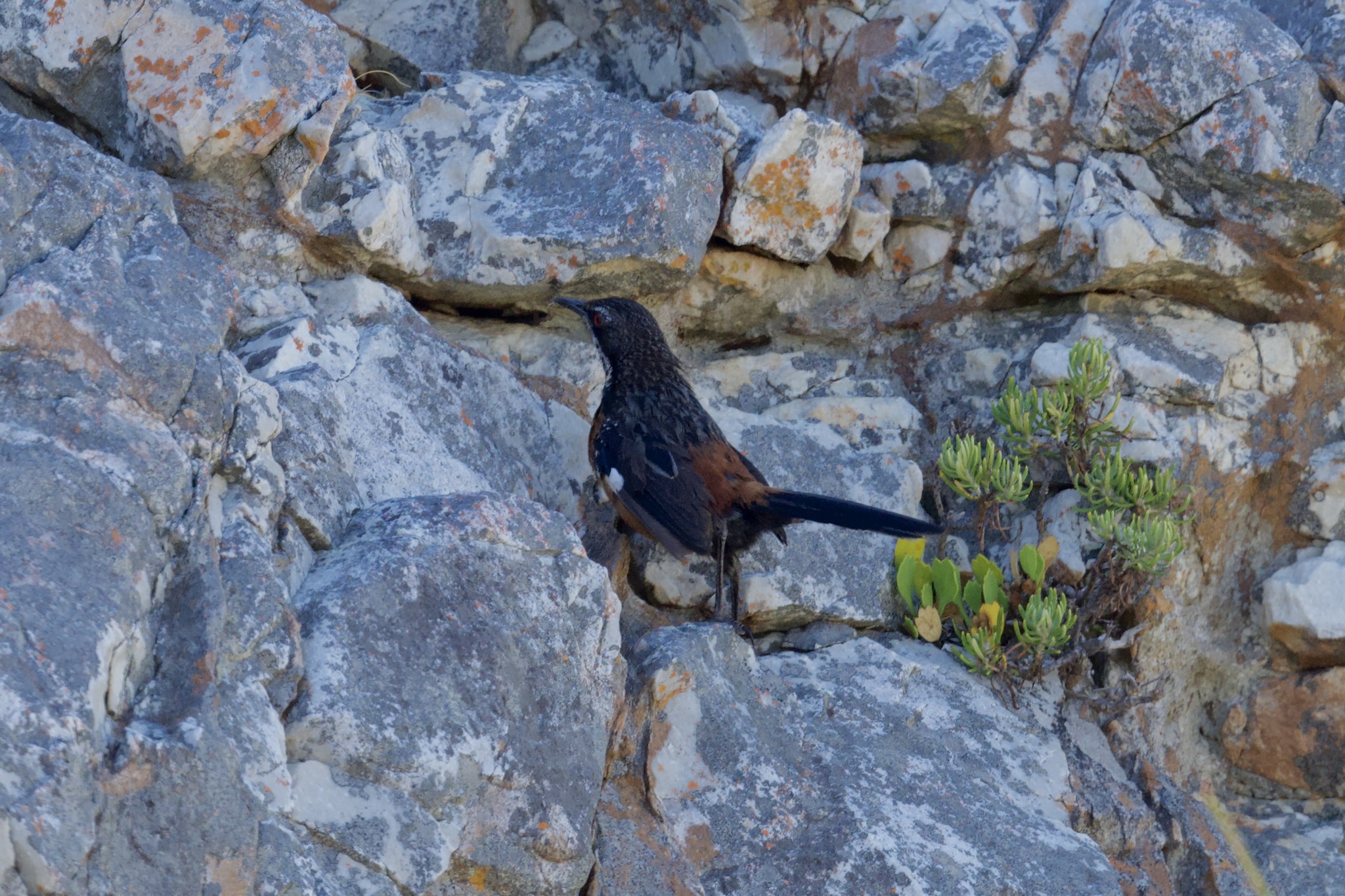 Cape Rockjumper (Chaetops frenatus), photo 9