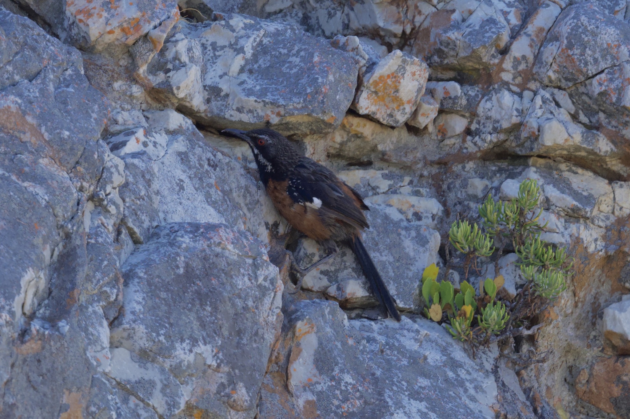 Cape Rockjumper (Chaetops frenatus), photo 10