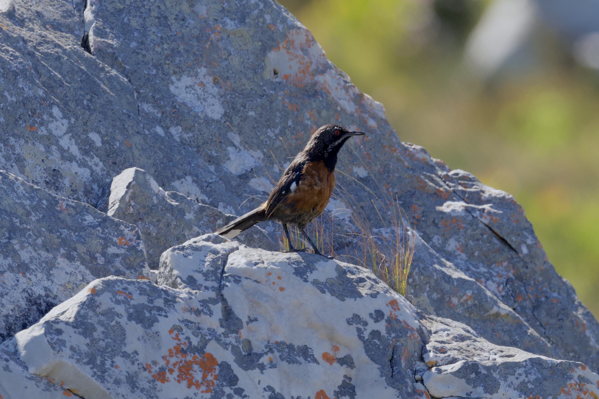 Cape Rockjumper (Chaetops frenatus), photo 4
