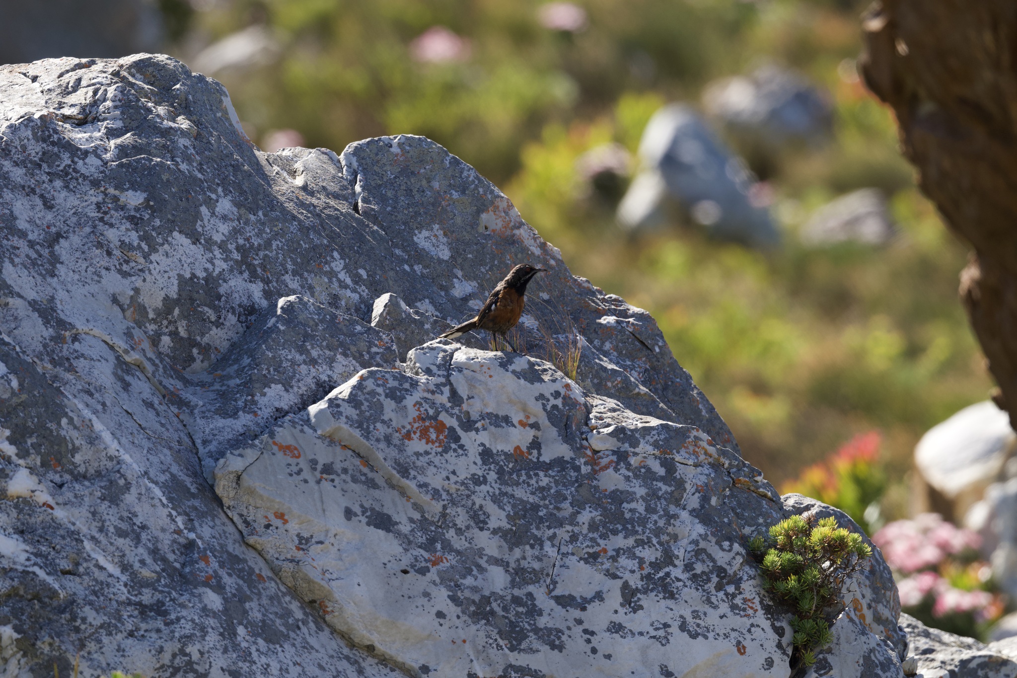 Cape Rockjumper (Chaetops frenatus), photo 5