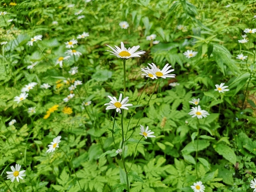 Leucanthemum rotundifolium (Leucanthemum rotundifolium)