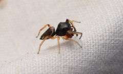 Zygoballus rufipes