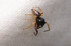 Zygoballus rufipes