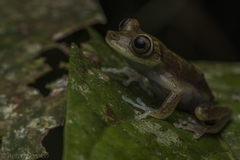 Boana nympha