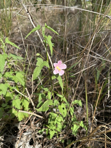 Foto de Malva-do-pântano