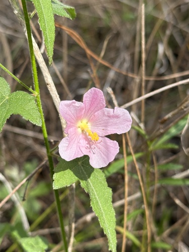 Foto de Malva-do-pântano