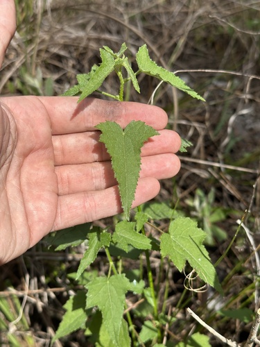 Foto de Malva-do-pântano