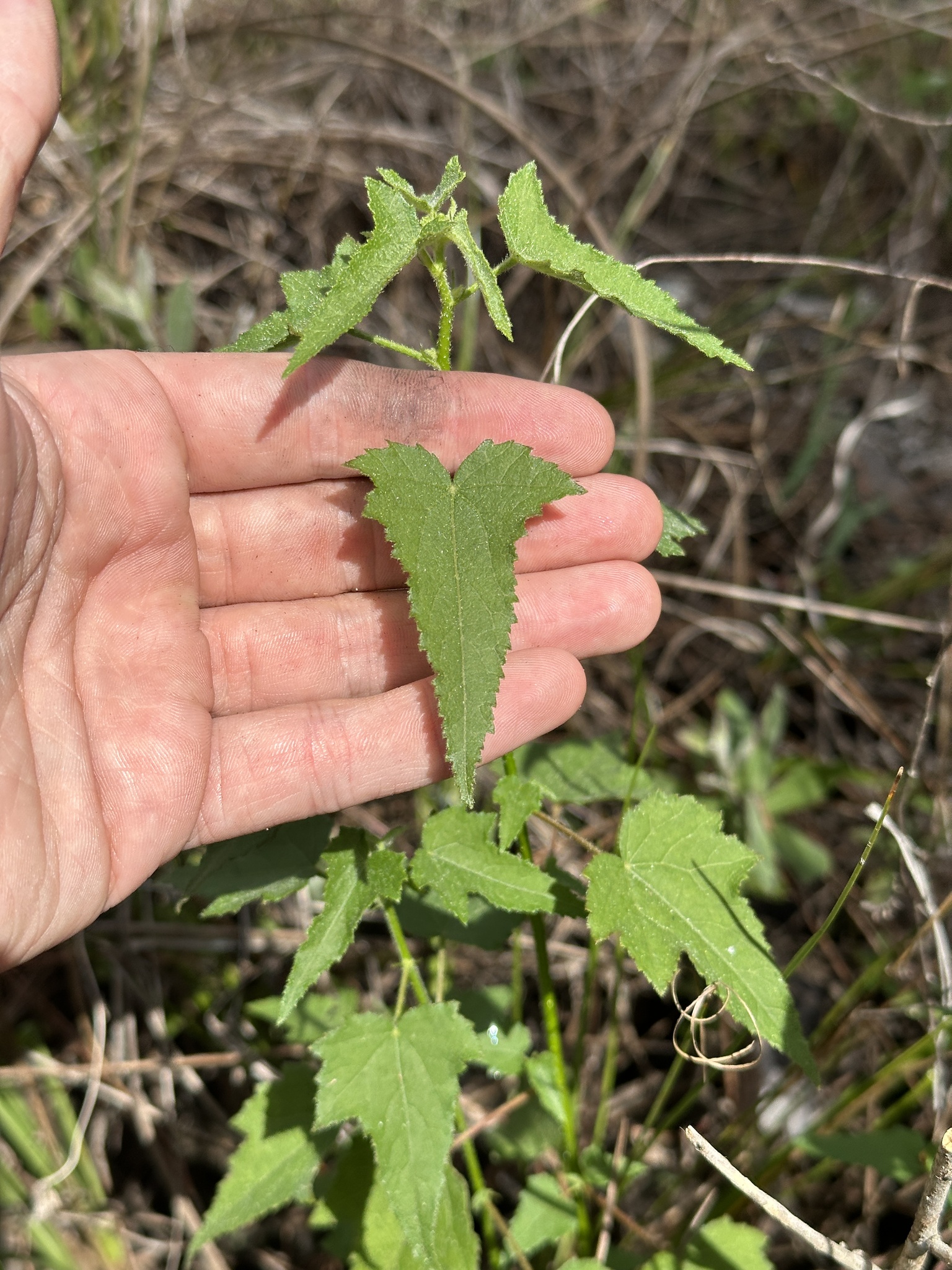 Imagem de Malva-do-pântano