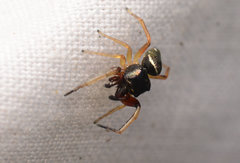 Zygoballus rufipes