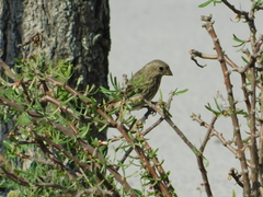 Haemorhous mexicanus
