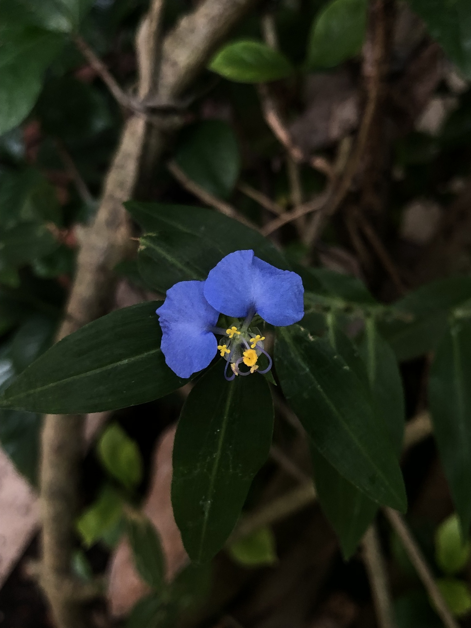 Commelina erecta