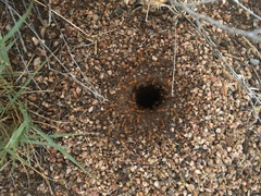 Myrmecocystus mexicanus