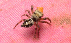 Phidippus princeps