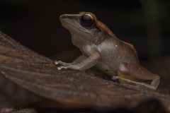 Pristimantis conspicillatus