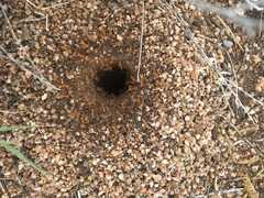 Myrmecocystus mexicanus