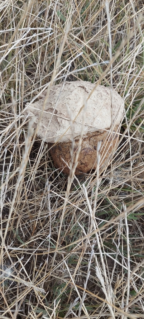 Calvatia cyathiformis · February 2025 · photo: © laurabm2020 (iNaturalist, cc-by)