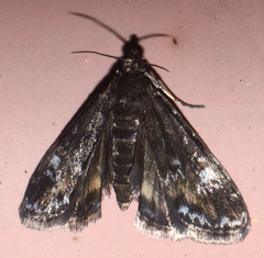 Elophila tinealis