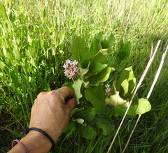 Asclepias jorgeana