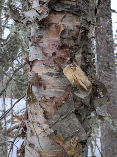 Betula cordifolia