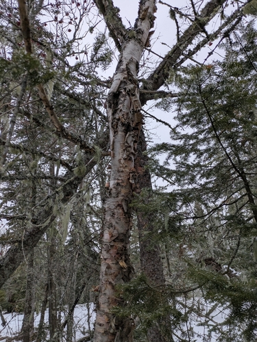 Image of Betula cordifolia by (c) miel00, some rights reserved (CC BY)