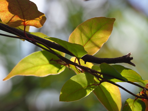 Image of Tuber Fleeceflower (Reynoutria multiflora) by no rights reserved