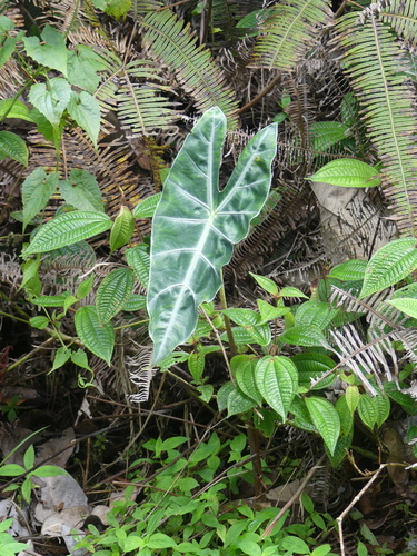 Alocasia longiloba (Alocasia longiloba)
