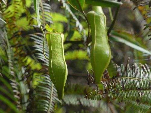 Nepenthes gracilis