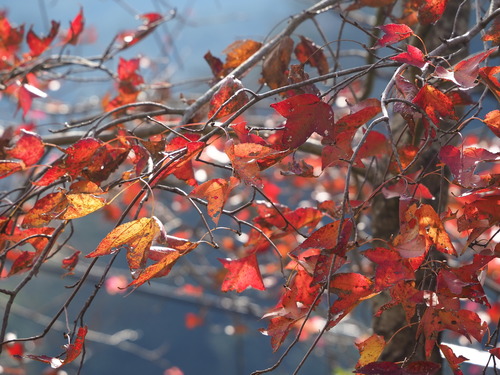 Sweet gum (Liquidambar formosana)