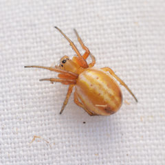 Araneus pratensis