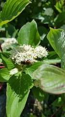 Polydontomyia curvipes