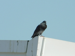 Columba livia domestica