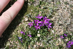 Primula angustifolia