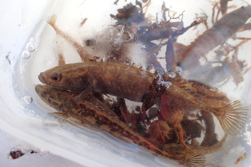 Sachalin-stekelbaars (Pungitius tymensis) — Gasterosteidae