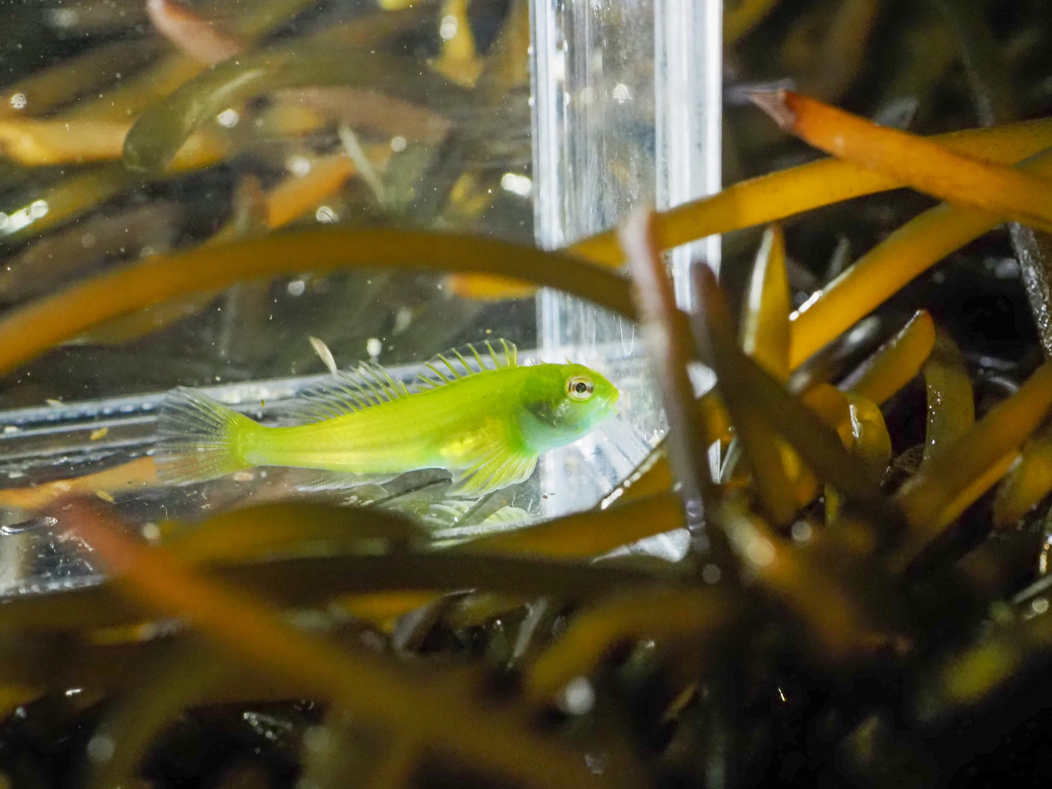 Veda Sculpin photo 4