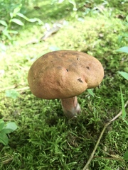 Boletus subluridellus