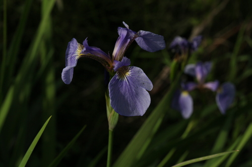 Image of Iris setosa by (c) Gianmaria Bonari, some rights reserved (CC BY)