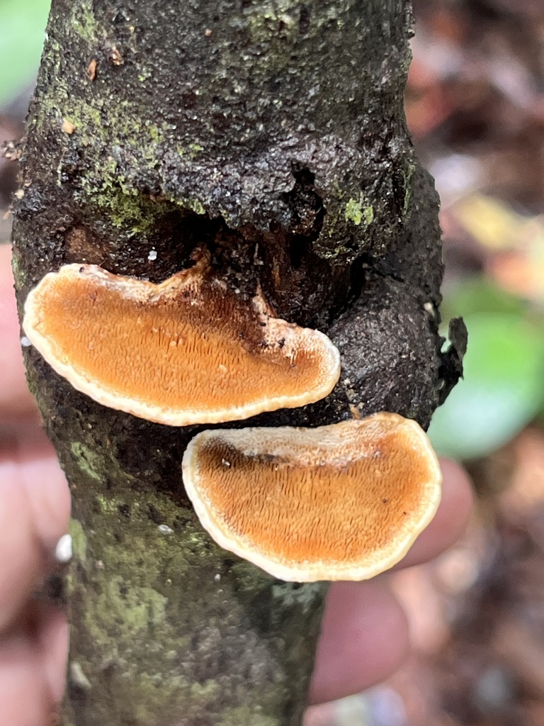 Metuloidea reniformis · February 2025 · photo: © mariobarroso (iNaturalist, cc-by)