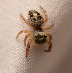 Phidippus princeps