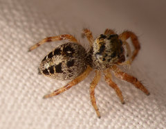 Phidippus princeps